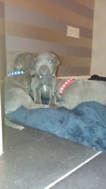 Puppies for sale