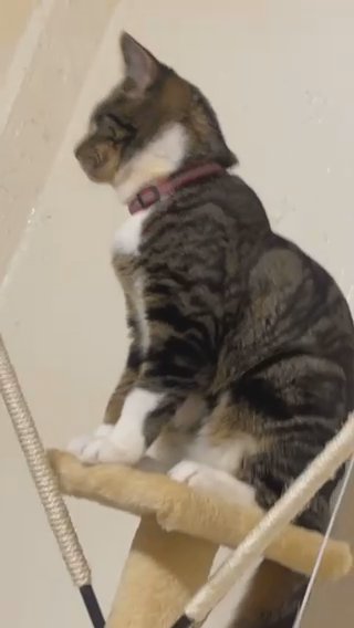 Male Tabby For Sale