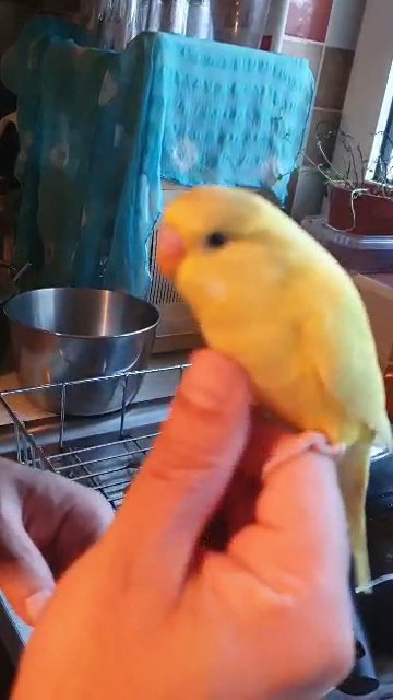 Handreared semitamed and tamed budgies