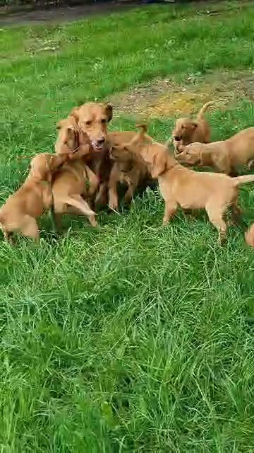 kc fox red labradors