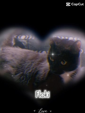 Male And Female Cats Free To Good Home