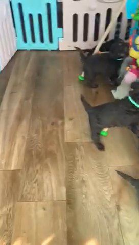 Miniature Labradoodle Puppies