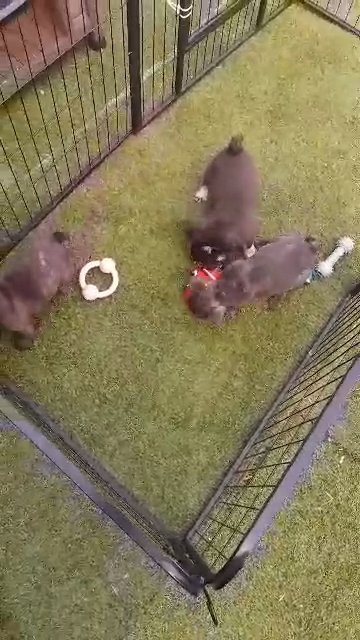 female frenchies