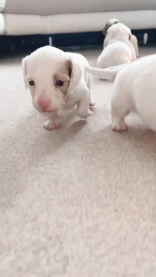 Isabella pied/dapple Miniature Long Hair Dachshunds