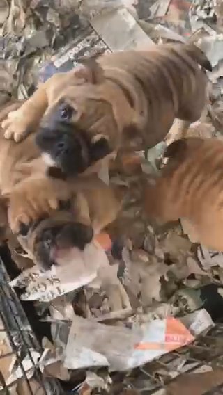English Bulldogs KC Registered