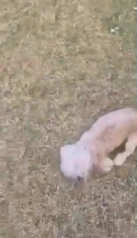 Beautiful Havanese Female Dog Available
