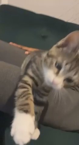 6 Month Old Bengal Tabby