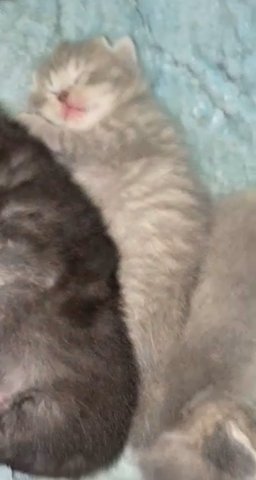 BSH litter