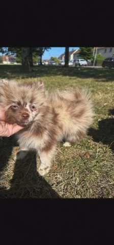 Pomeranian pups