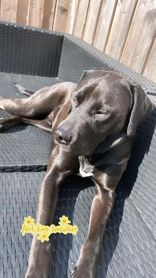 WANTED COMPANION FOR LABRADOR