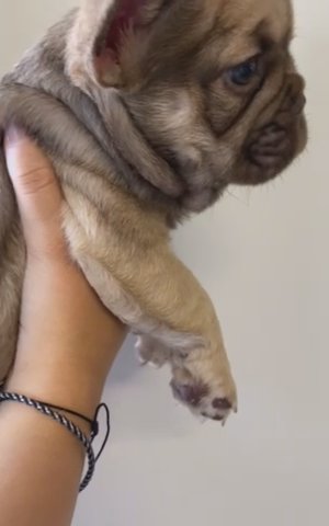 French Bulldog