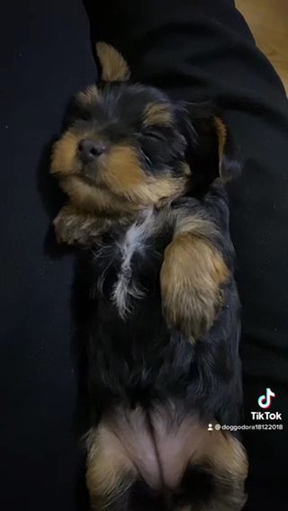 Yorkshire Terriers