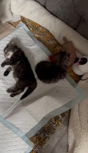 Chinchilla Persian Kittens(SOLD)