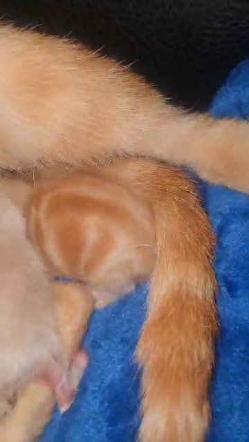 RARER THAT RARE cinnamon and albino marbel bengal babies ready to be reserved ?