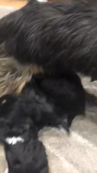 Only three fluffy Jacapoo is remaining
