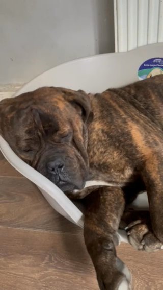 11 Stunning Mastiff Puppies Various Colours