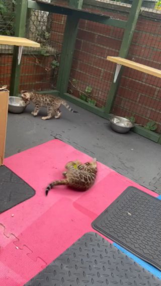 Full pedigree TICA Brown Rosetted Bengal Kittens
