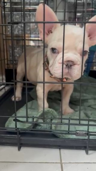 French Bulldogs Reduced