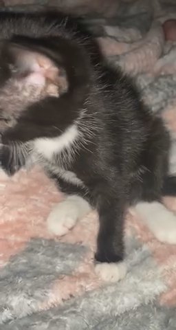 5 Kittens in need of homes! ?