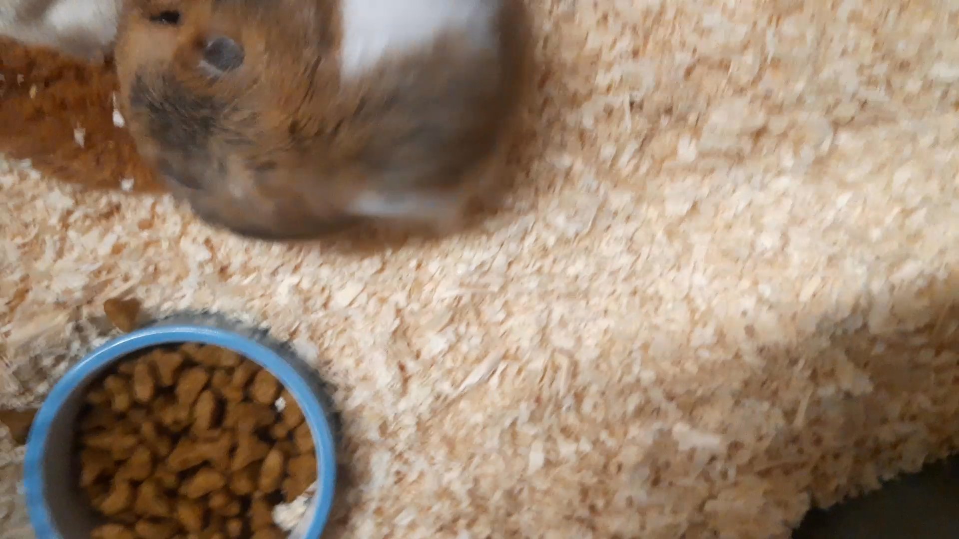 hamster for sale.