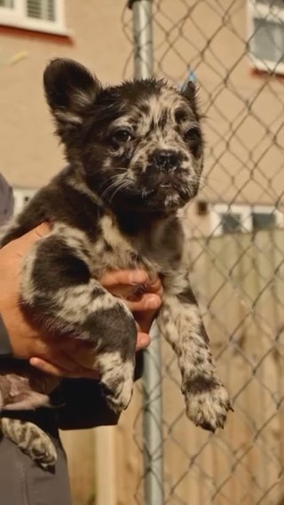 SUPER RARE FULL L1/L1 FLUFFY FRENCHIES