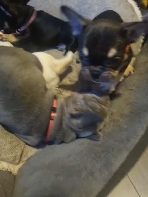 morning with the litter