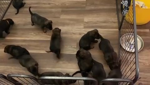 Beautiful Dutch Herder Puppies For Sale