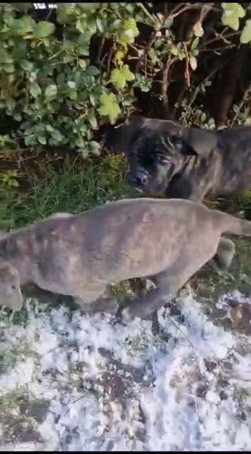 Cane Corso puppies