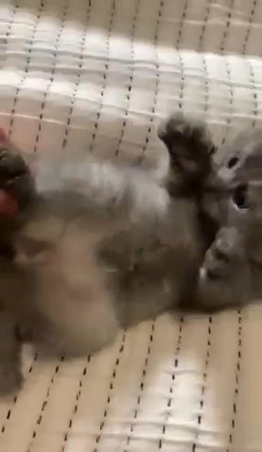 Scottish Fold Kittens