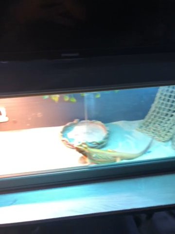 Bearded Dragon Orange Translucent