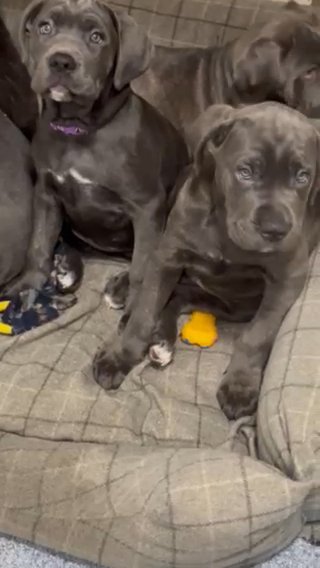 ABKC FCI Registered Cane Corso Pups