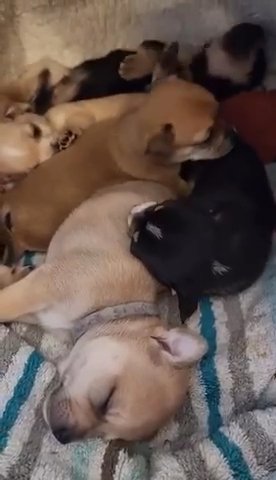 Chihuahua Puppies For Sale