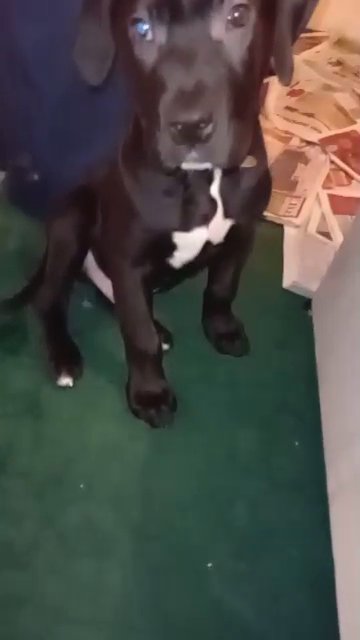 15 week old Presa canario puppy for sale