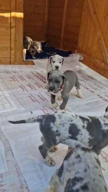 LAST 2 MALE GREAT DANES AMAZING COLOUINGS