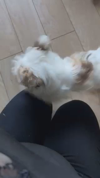 Chorkie Boy. 4 Months Old