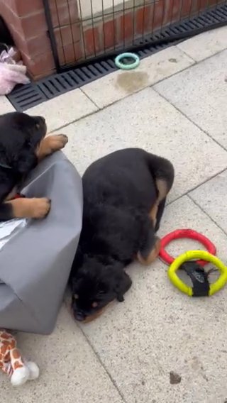 Rottweiler Pups