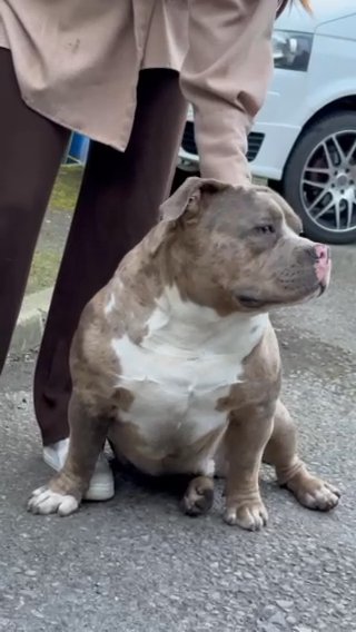 Hmdbullys Chicken Nugget