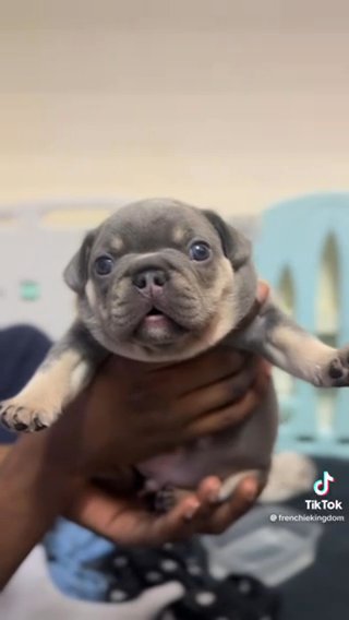 French bulldog puppies