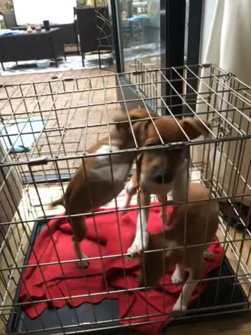 Plummer Terrier Pups
