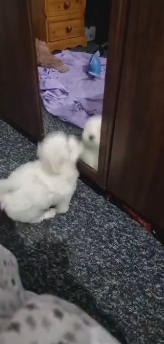 1 boy left bichon very adorable
