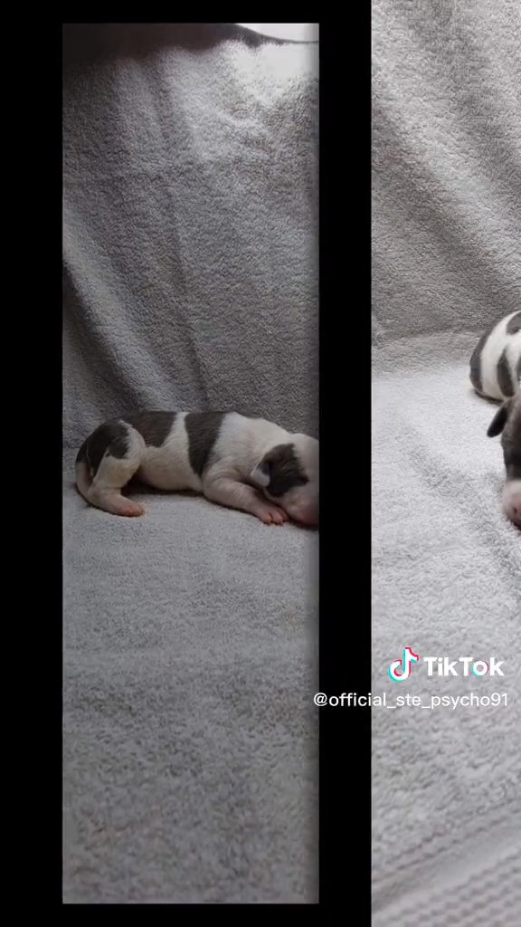 8 stunning puppies