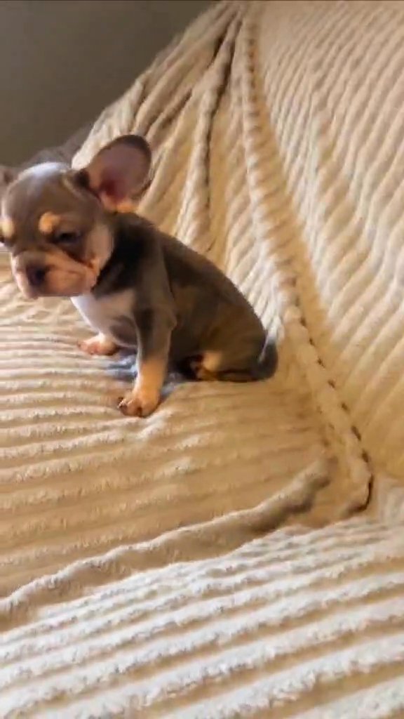 beautiful velvet female french bulldog