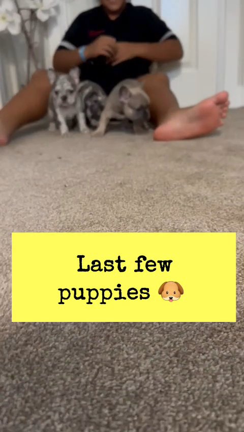 ** SOLD ** French Bulldog Puppies