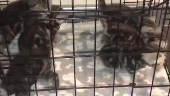 6 silver adorable kittens for sale