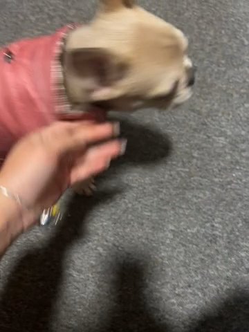Platinum Frenchie