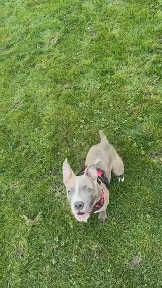 Bella