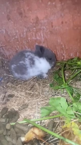 rabbit