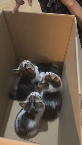 baby kittens