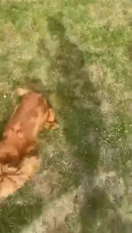 ⭐️⭐️ FOX RED COCKAPOOS ⭐️⭐️ ONLY 3 BABIES LEFT ⭐️⭐️⭐️