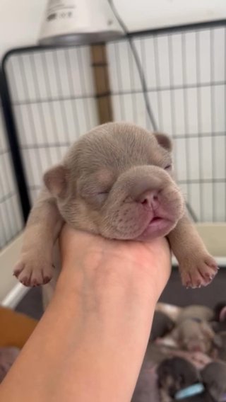New Shade Boy French Bulldog